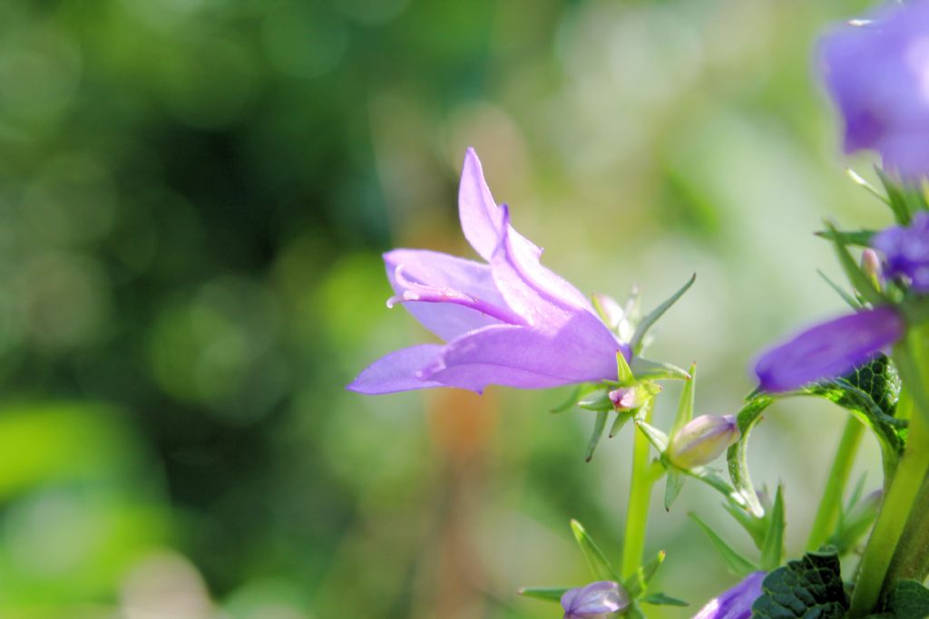 Campanula bononiensis / Campanula bolognese